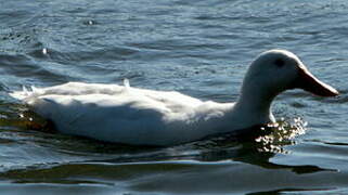 White-cheeked Pintail