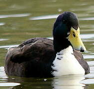 White-cheeked Pintail