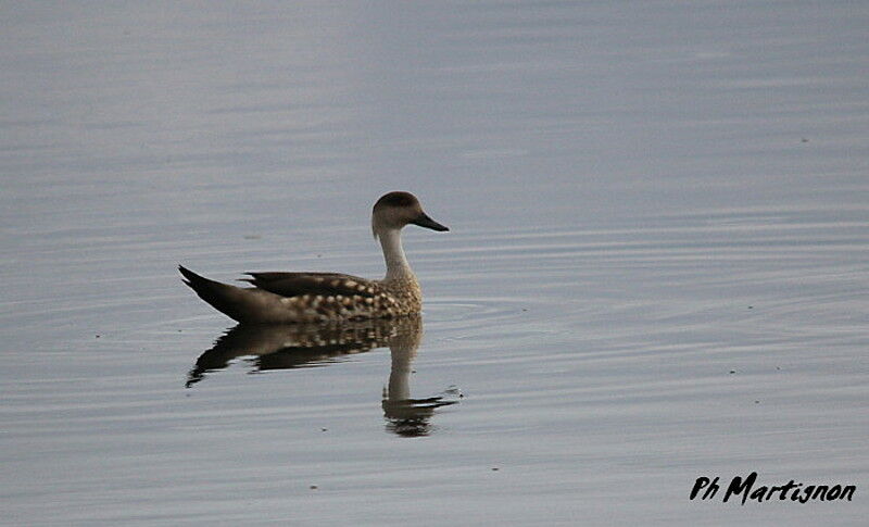 Canard huppé