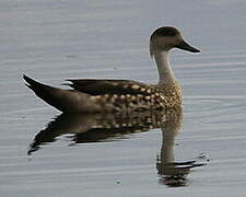 Crested Duck