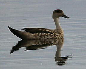 Canard huppé