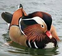 Mandarin Duck