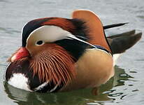 Canard mandarin