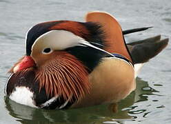 Mandarin Duck