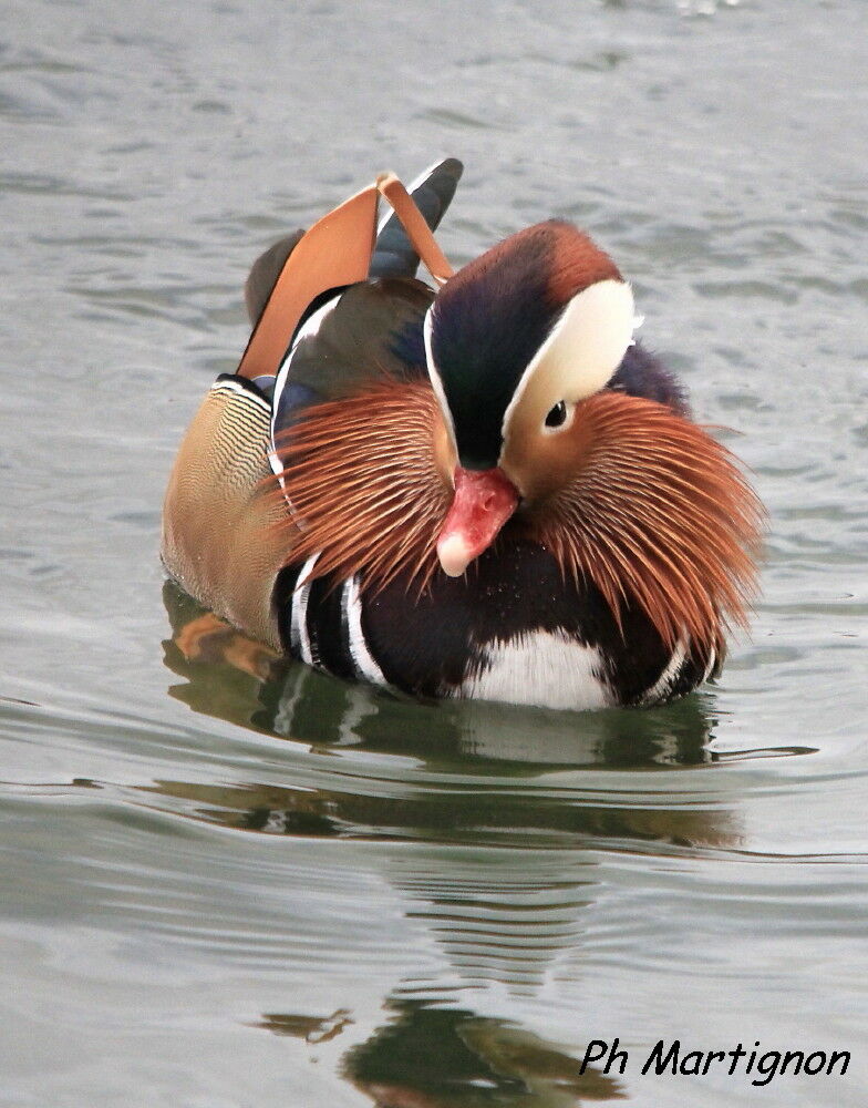 Canard mandarin, identification