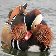 Mandarin Duck