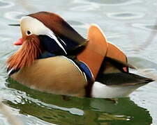 Mandarin Duck