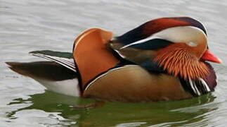 Mandarin Duck