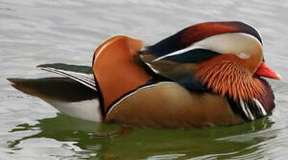 Canard mandarin