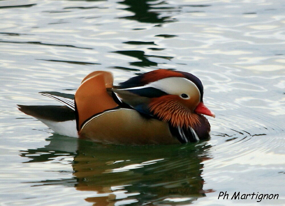 Canard mandarin, identification