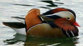 Mandarin Duck