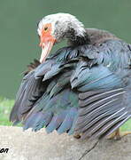 Muscovy Duck