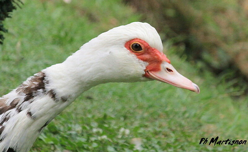 Canard musqué