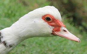 Muscovy Duck