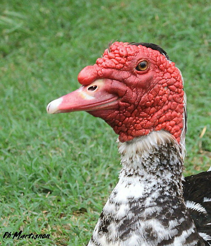 Canard musqué mâle