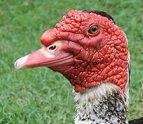 Muscovy Duck