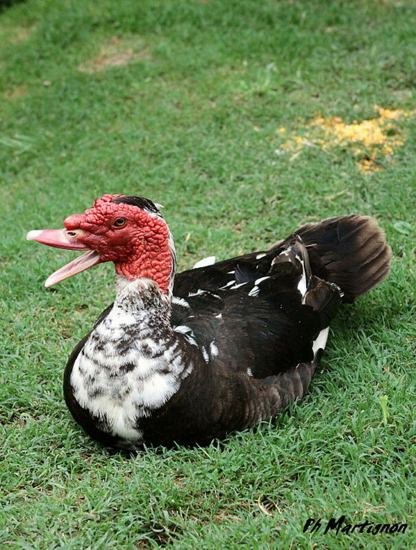 Muscovy Duck male