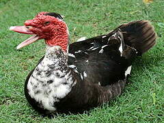 Muscovy Duck