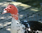 Canard musqué