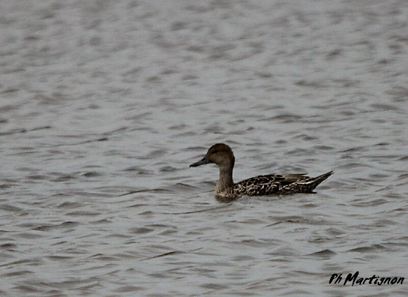 Canard pilet femelle