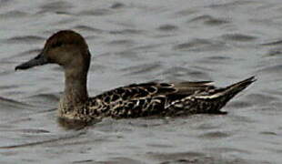 Northern Pintail