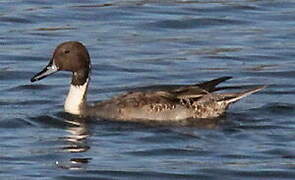 Canard pilet