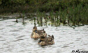 Red Shoveler