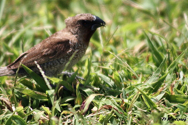 Scaly-breasted Munia, identification