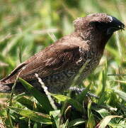 Scaly-breasted Munia