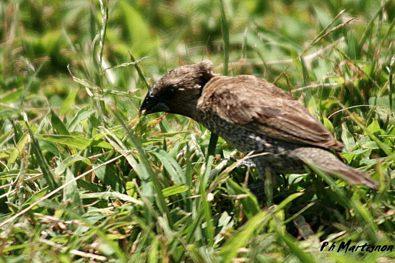 Scaly-breasted Munia, identification