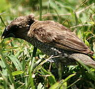 Scaly-breasted Munia