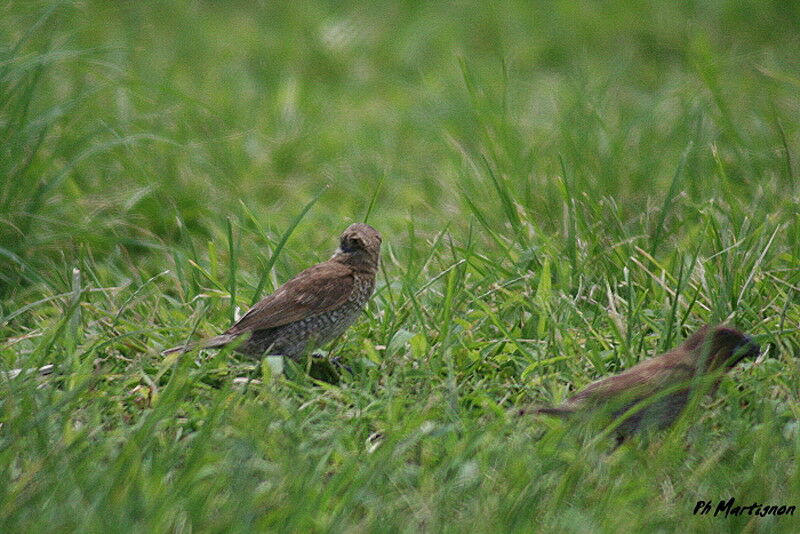 Scaly-breasted Munia, identification