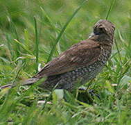 Scaly-breasted Munia