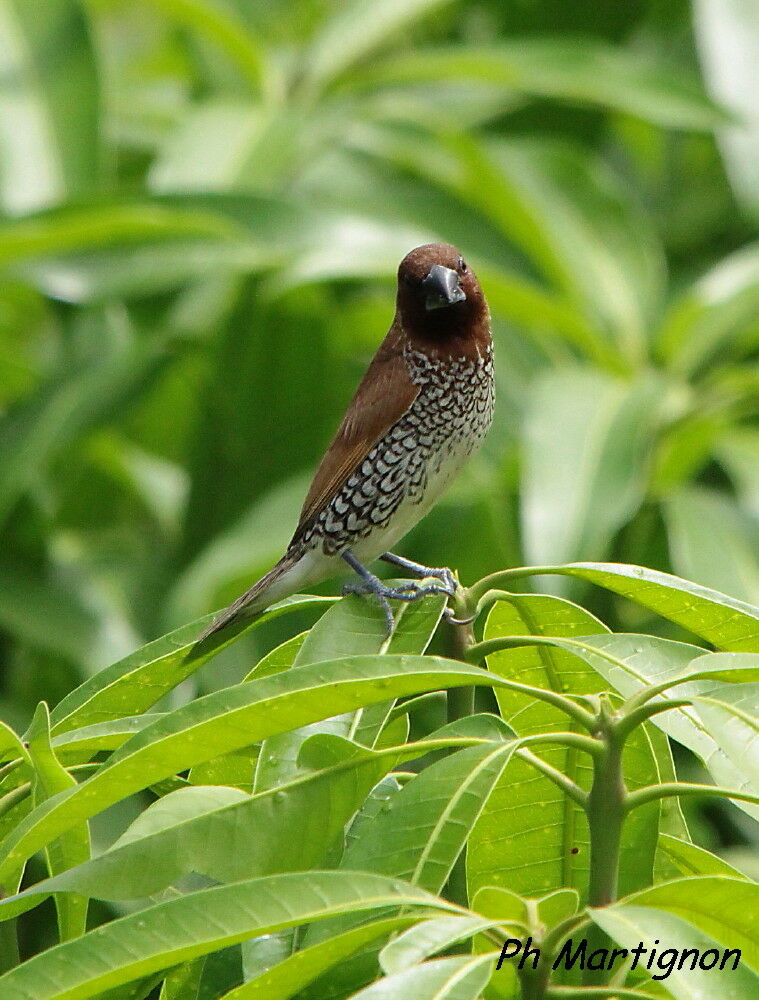 Scaly-breasted Munia, identification