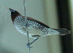 Scaly-breasted Munia