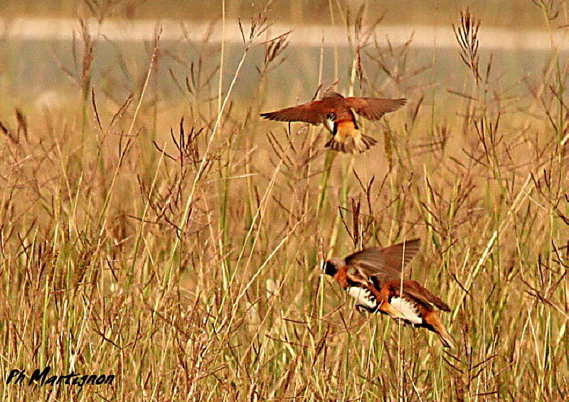 Chestnut-breasted Mannikin, Flight