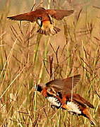 Chestnut-breasted Mannikin