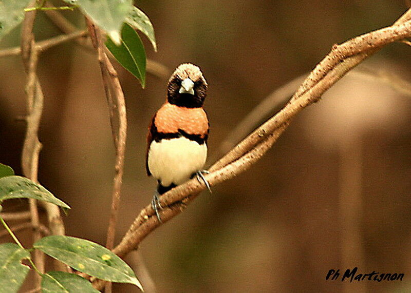 Chestnut-breasted Mannikin, identification