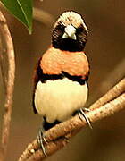 Chestnut-breasted Mannikin