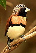 Chestnut-breasted Mannikin