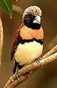 Chestnut-breasted Mannikin