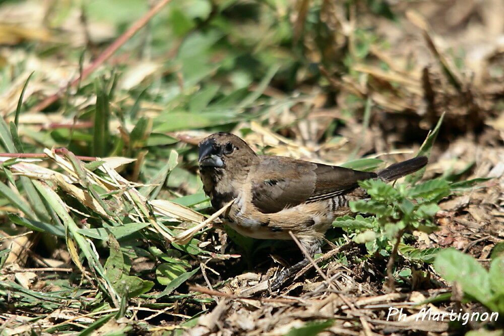 Capucin nonnette, identification