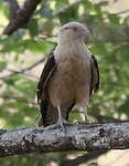 Caracara à tête jaune