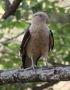 Yellow-headed Caracara