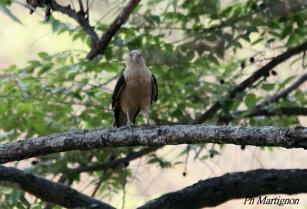 Caracara à tête jaune, identification