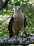 Caracara à tête jaune