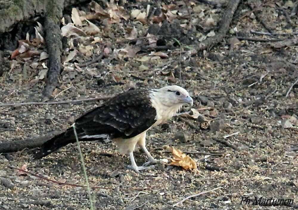 Caracara à tête jaune, identification