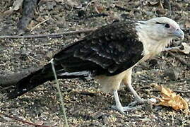 Yellow-headed Caracara