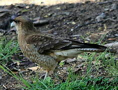 Chimango Caracara