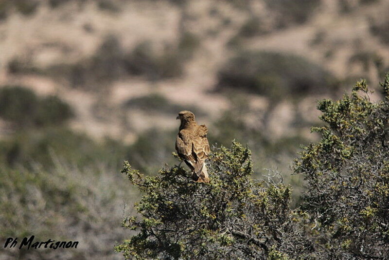 Chimango Caracara